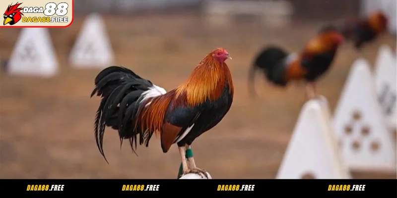 Phơi nắng cho gà vào buổi sáng