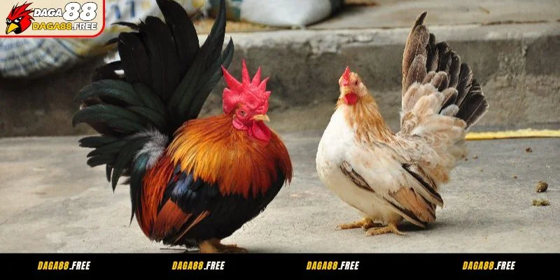 Quy định khi xem đá gà CPC2 tại Daga88