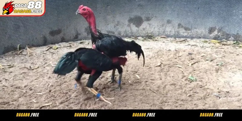 Quy định thi đấu được thiết lập tại đá gà CPC4