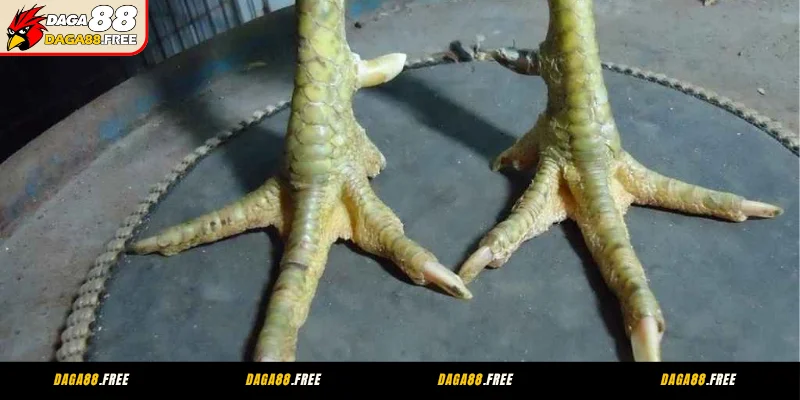 Sơ lược về gà linh kê thần kê