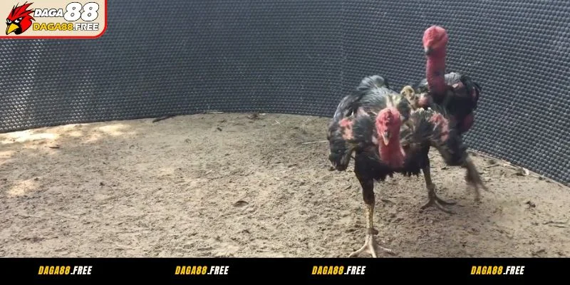 Sức hút khó cưỡng của đá gà CPC4 hôm nay