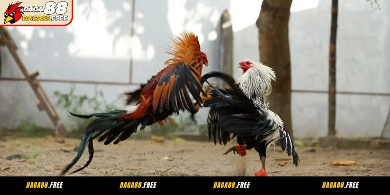 Thông tin tổng quan về đá gà Thomo Daga88