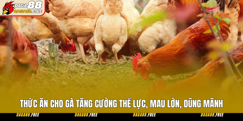 Thức Ăn Cho Gà Tăng Cường Thể Lực, Mau Lớn, Dũng Mãnh