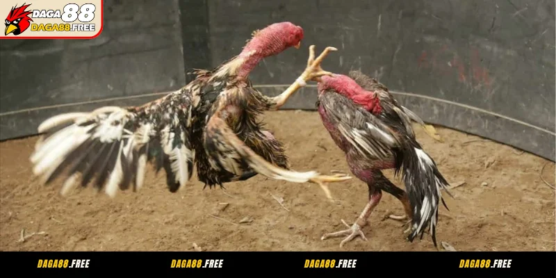 Tìm hiểu kỹ thông tin về cuộc đối đầu