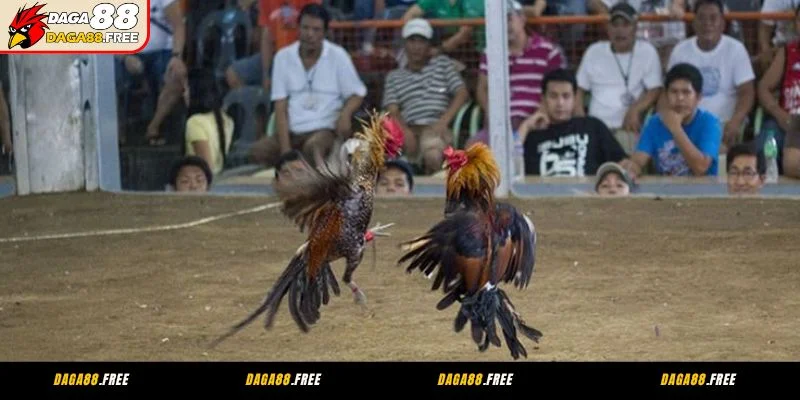 Tổng hợp các giống gà đá CPC3 hay nhất hiện nay