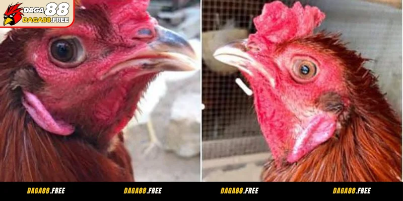 Top giống gà linh kê – thần kê khiến giới sư kê mê mẩn