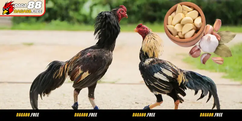Vai trò của tỏi trong cách chăm sóc gà đá