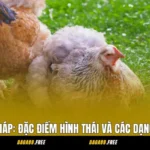 Vảy Gà Kích Giáp: Đặc Điểm Hình Thái Và Các Dạng Thường Gặp