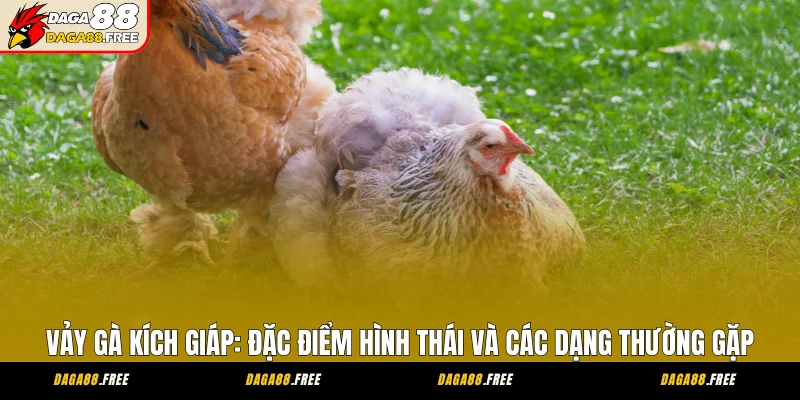 Vảy Gà Kích Giáp: Đặc Điểm Hình Thái Và Các Dạng Thường Gặp