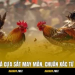 Xem Ngày Đá Gà Cựa Sắt May Mắn, Chuẩn Xác Từ Sư Kê Lâu Năm