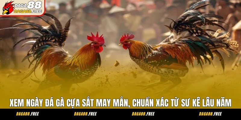 Xem Ngày Đá Gà Cựa Sắt May Mắn, Chuẩn Xác Từ Sư Kê Lâu Năm